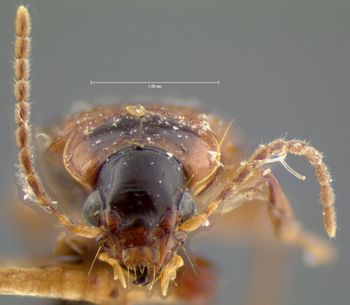 Media type: image;   Entomology 5934 Aspect: head frontal view